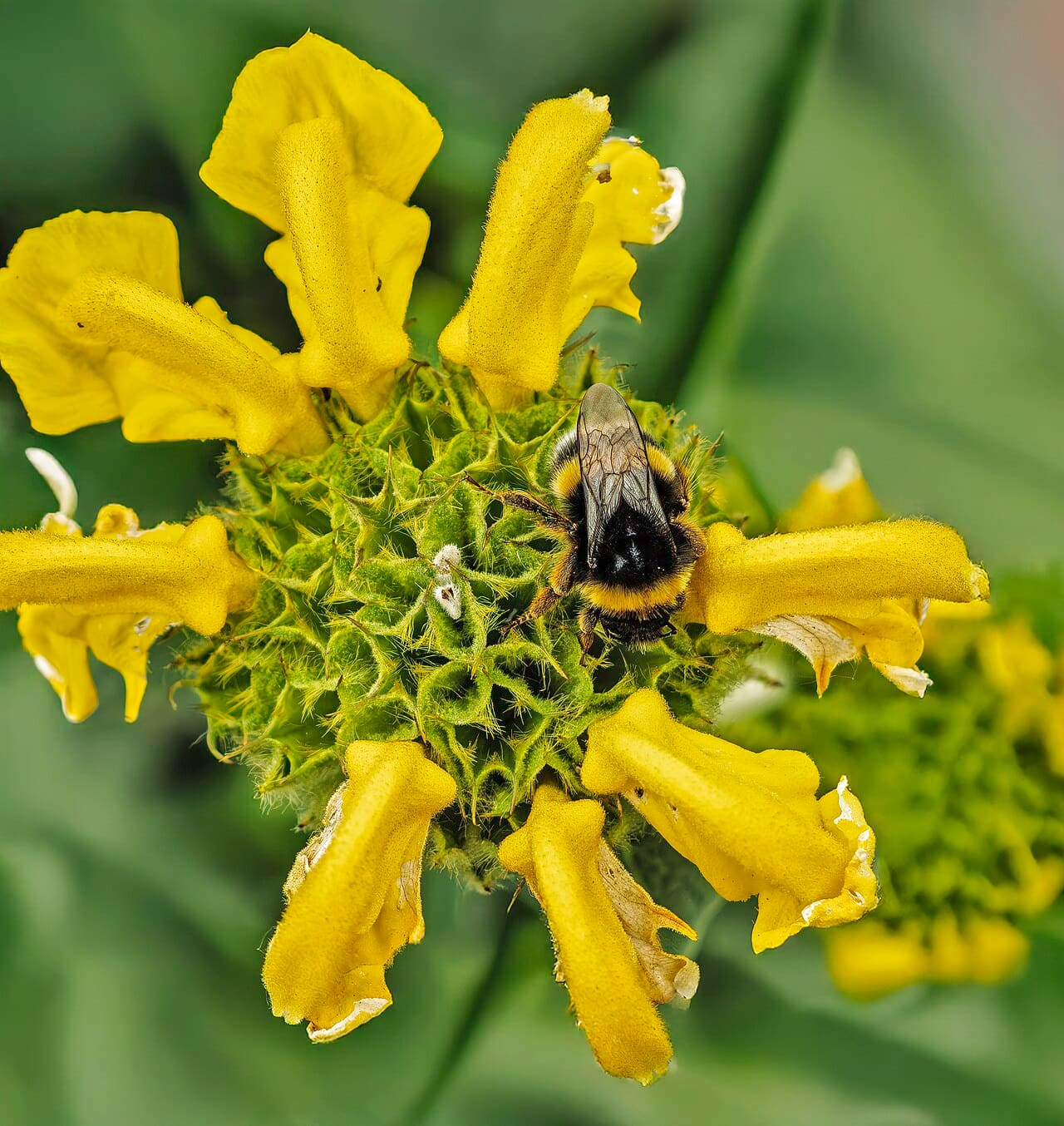 Bourdon terrestre sur les fleurs jaunes d’un Phlomis fruticosa.