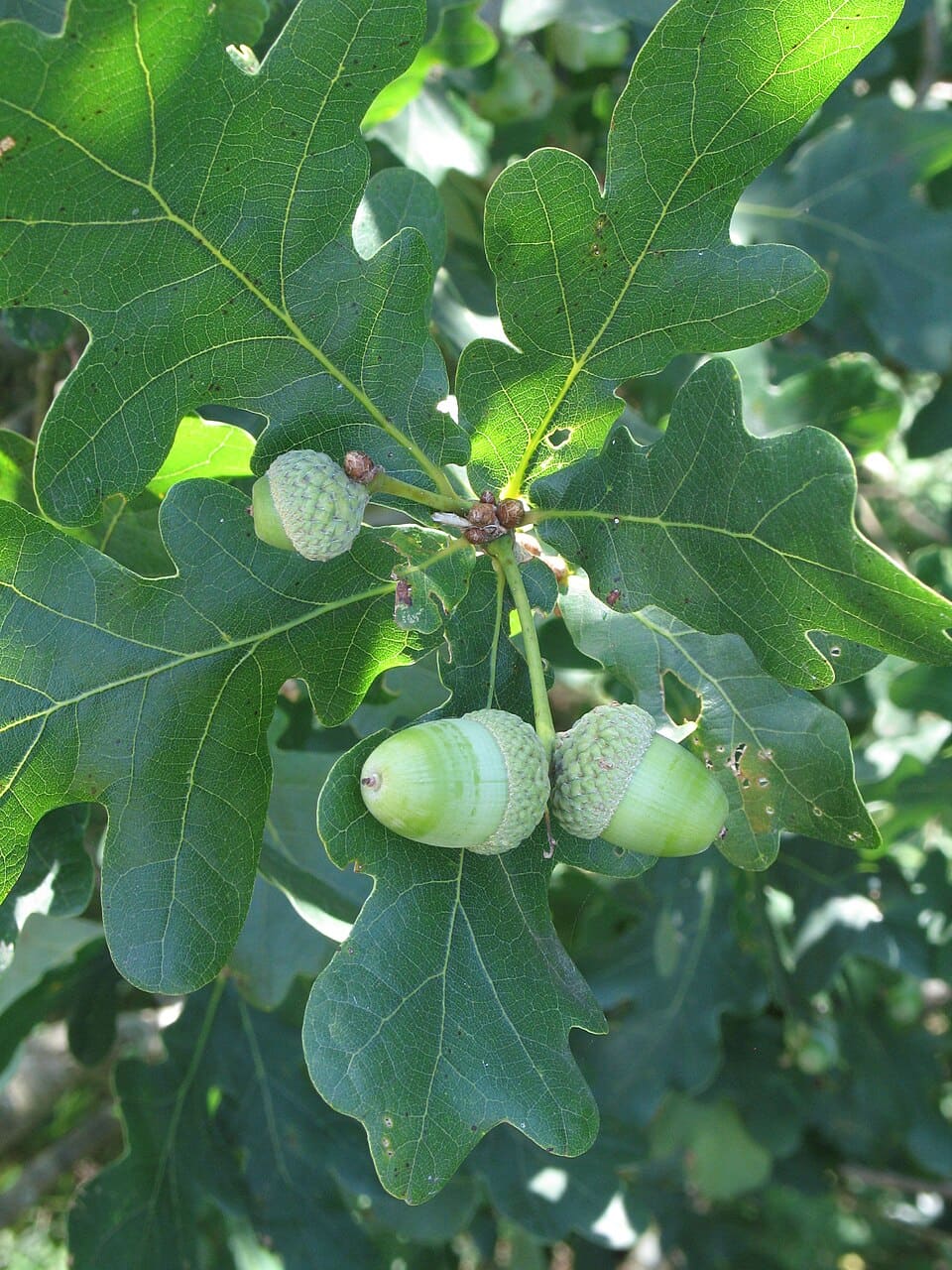 Feuilles et glands d’un chêne pédonculé sur l’île de Spiekeroog, en Allemagne.
