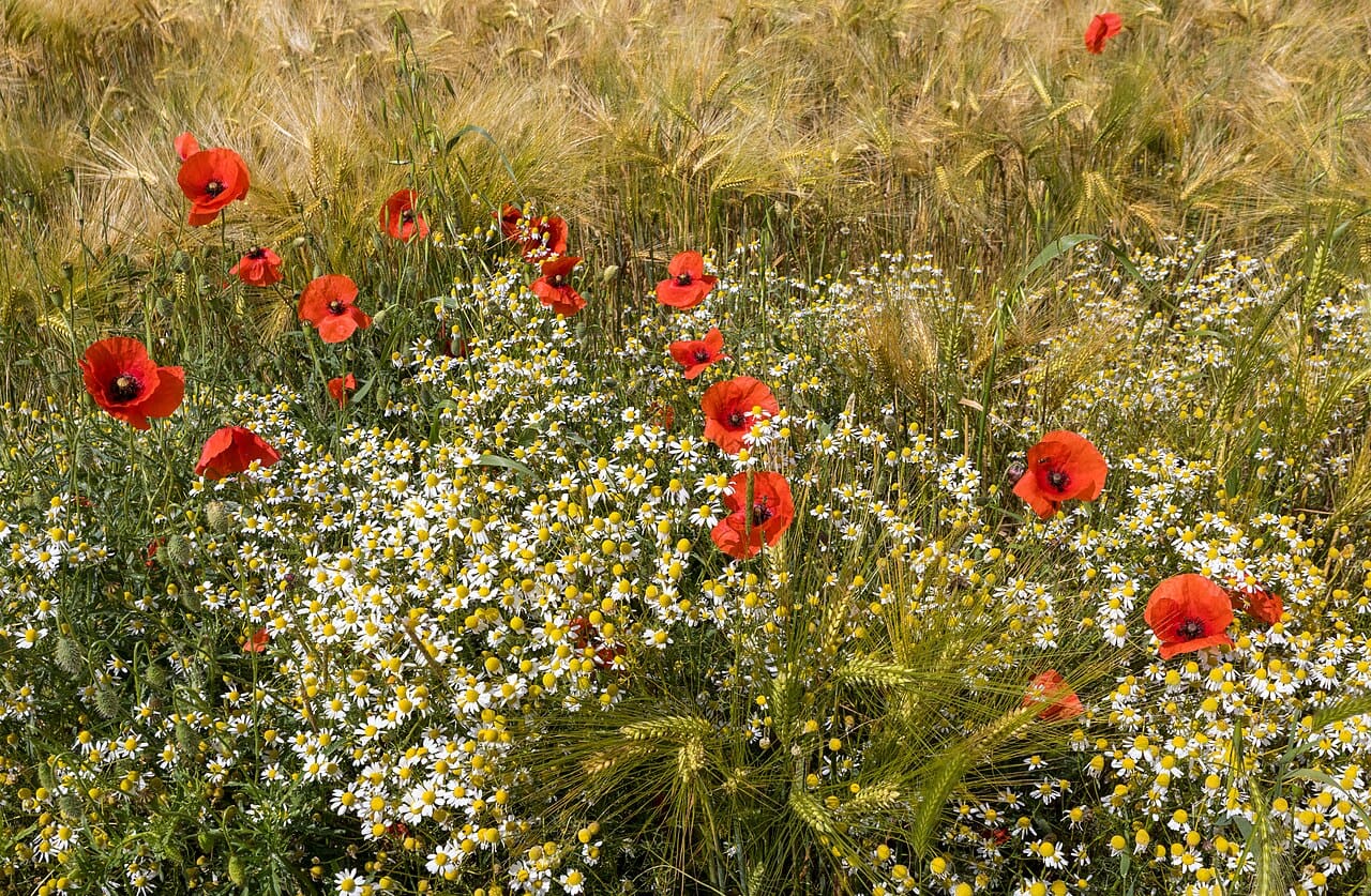Coquelicots et camomille sauvage en bordure d’un champ d’orge.