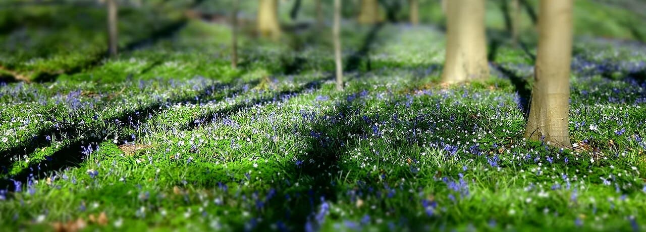Jacinthes bleues en fleur au pied des arbres du bois de Hal, en Belgique.