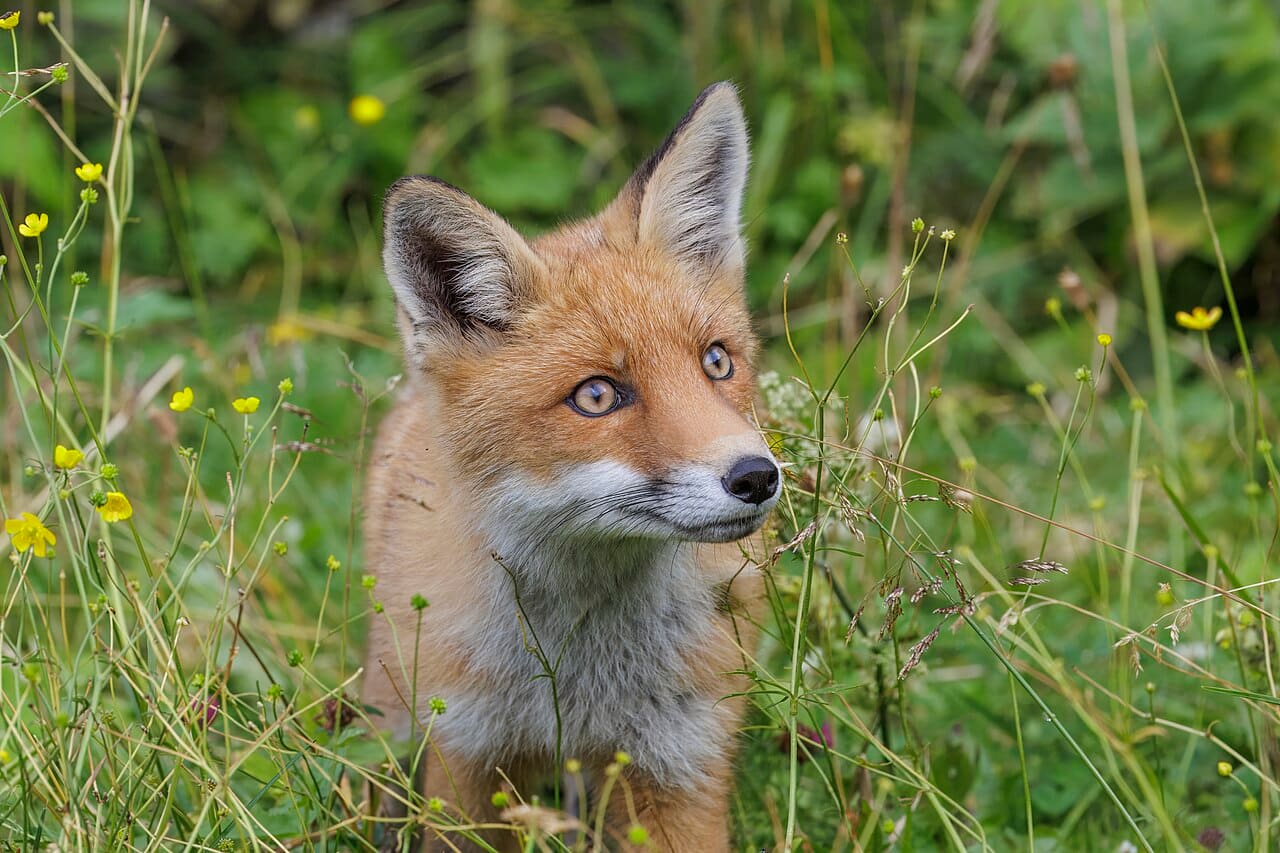 Renard roux photographié à Skalnaté Pleso, dans les Tatras en Slovaquie.
