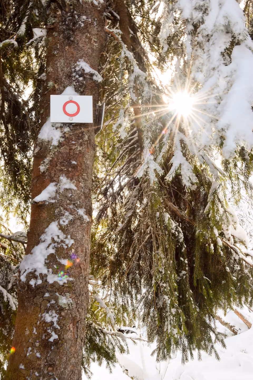 Un anneau rouge du Club vosgien fixé sur un arbre enneigé, au gazon du Faing dans les Vosges.