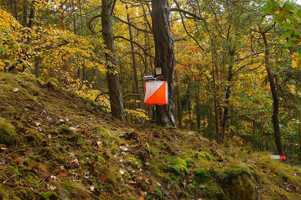 Une balise de course d’orientation installée dans un sous-bois en automne.