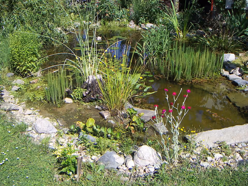 Mare de jardin bordée de végétation.