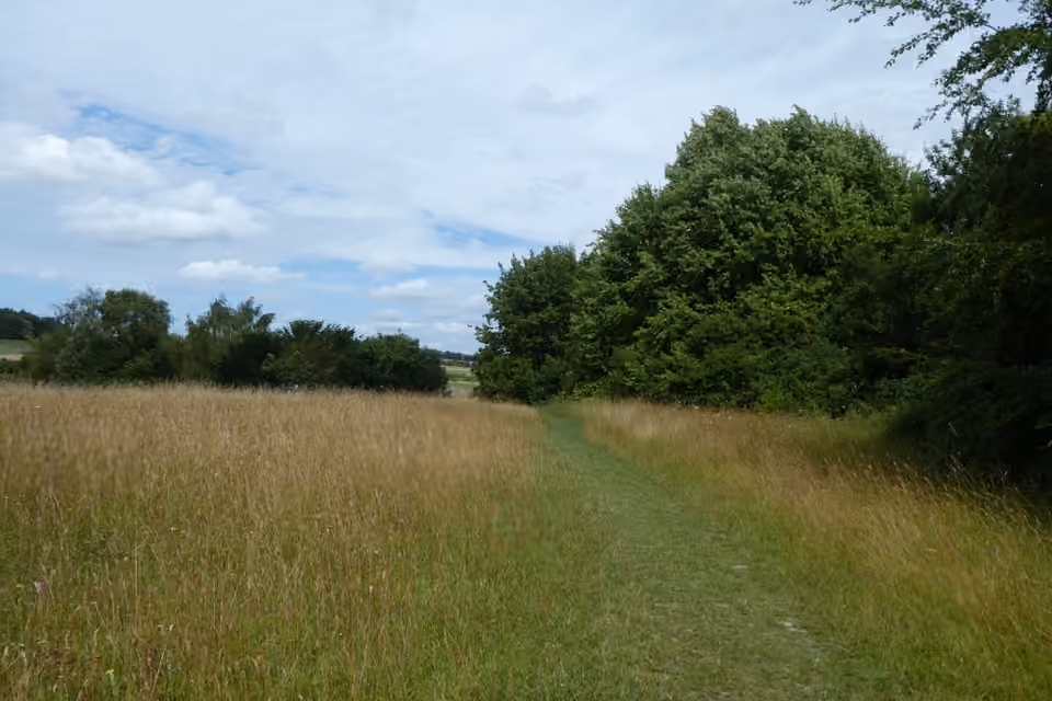 Passage fauché au milieu d’une végétation haute à Lullingstone Country Park.
