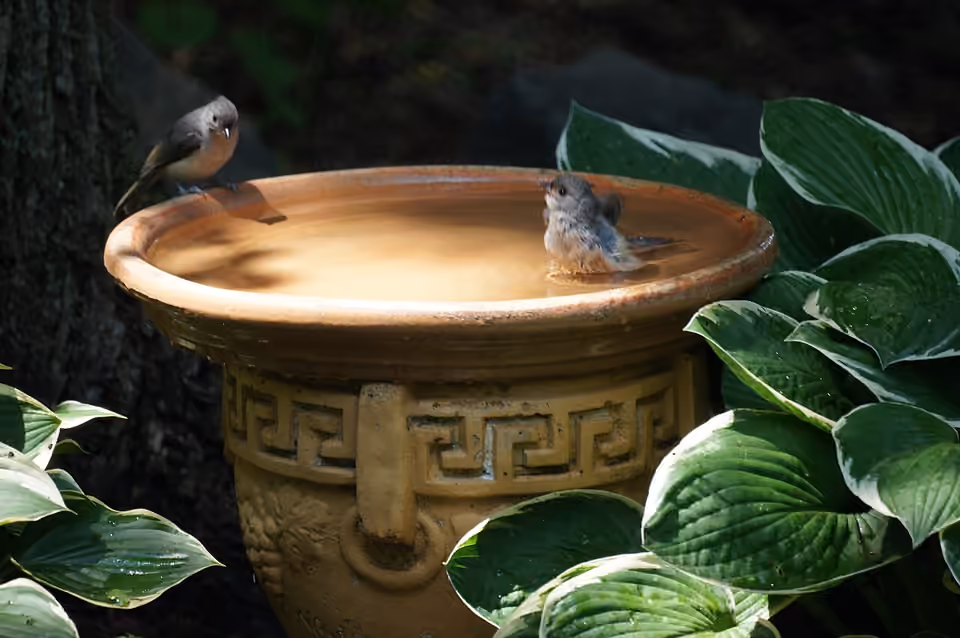 Deux petits oiseaux dans un bain d’oiseaux peu profond.