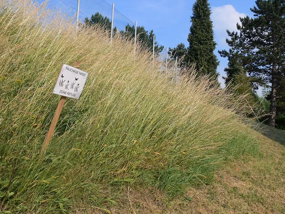 Panneau « Fauchage tardif – Zone refuge » sur un talus d’herbes hautes dans la cour du lycée Pasteur à Lille.