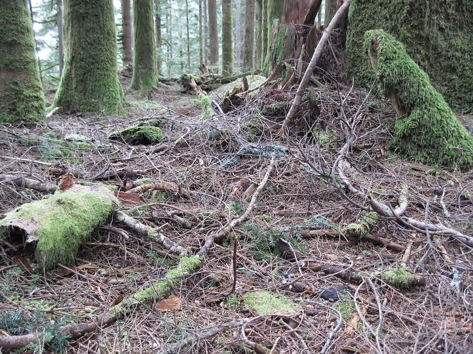 Litière de feuilles et d’aiguilles sous des arbres de la forêt de Mount Baker–Snoqualmie.