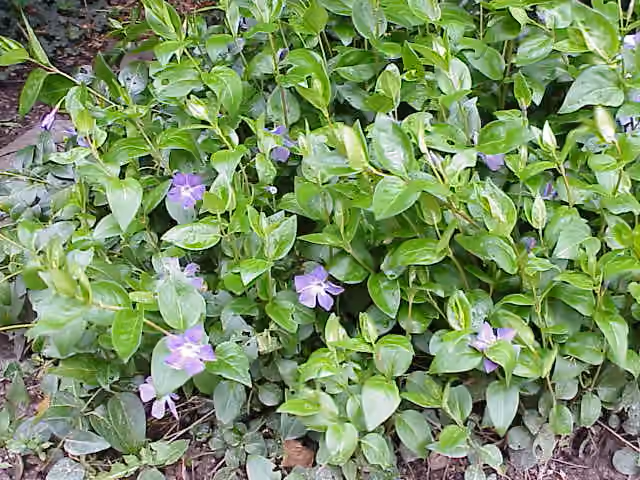 Pervenche formant un tapis de feuilles et de fleurs au ras du sol.
