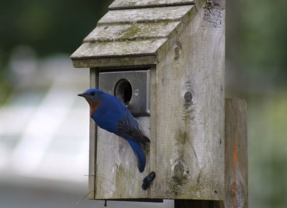Oiseau perché à l’entrée d’un nichoir en bois.