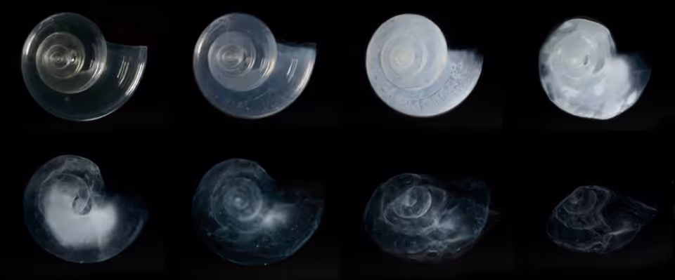 Une coquille de ptéropode étudiée après exposition expérimentale à une chimie de l’eau de mer projetée pour 2100.