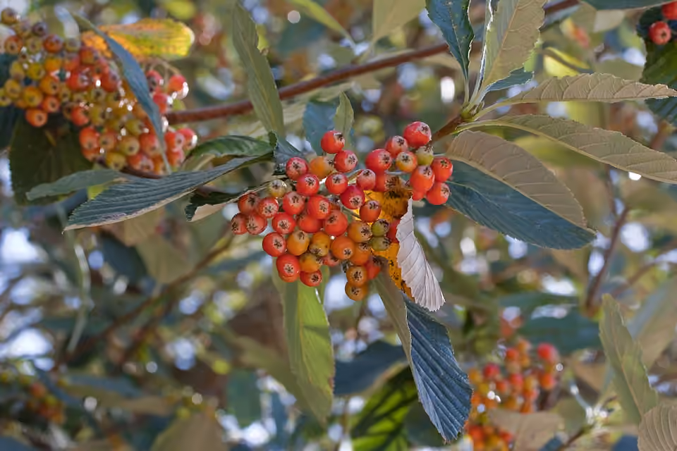 Fruits rouges et feuilles d’un alisier blanc au parc Vivary, à Taunton.