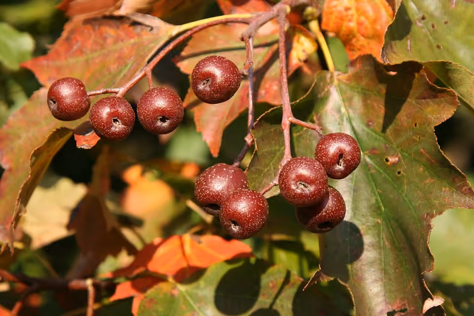Feuilles lobées et fruits d’un alisier torminal à Weinsberg.