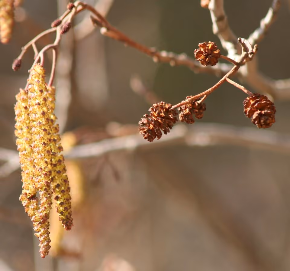 Chatons et fruits ligneux d’un aulne glutineux au printemps.