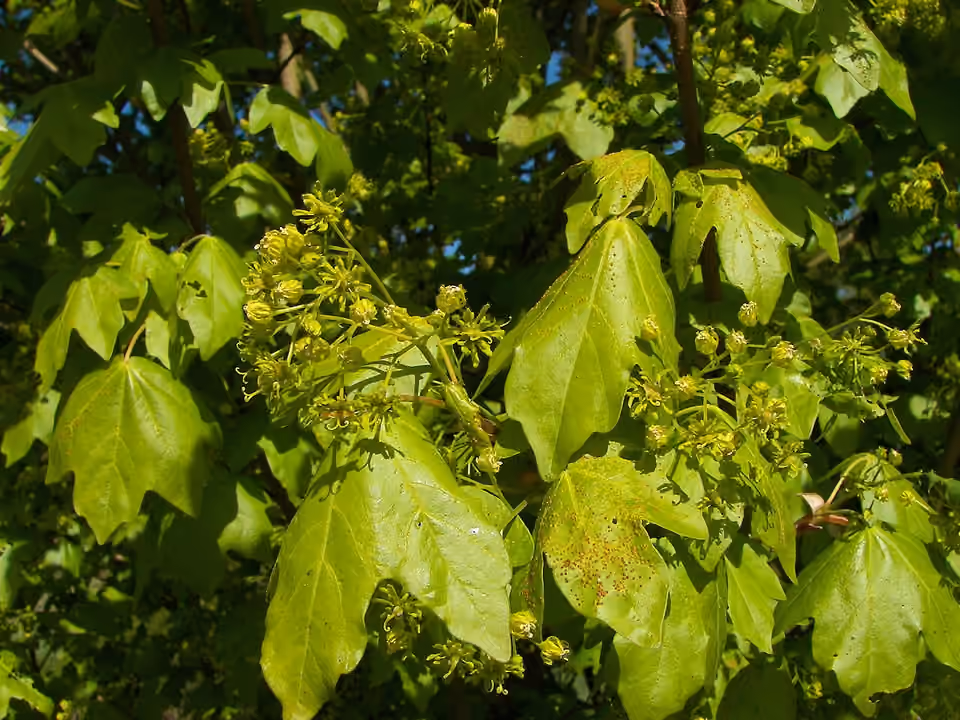Feuilles et fleurs d’un érable champêtre près de Marbourg.