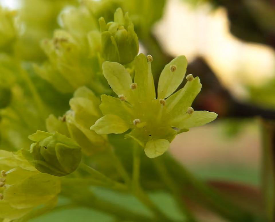 Fleurs jaune verdâtre d’un érable plane à Szczecin, en Pologne.
