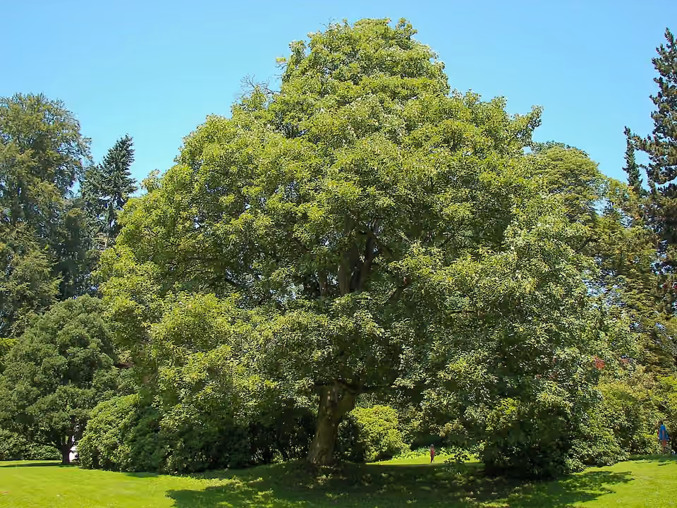Érable sycomore au parc de Wilhelmshöhe, à Cassel.