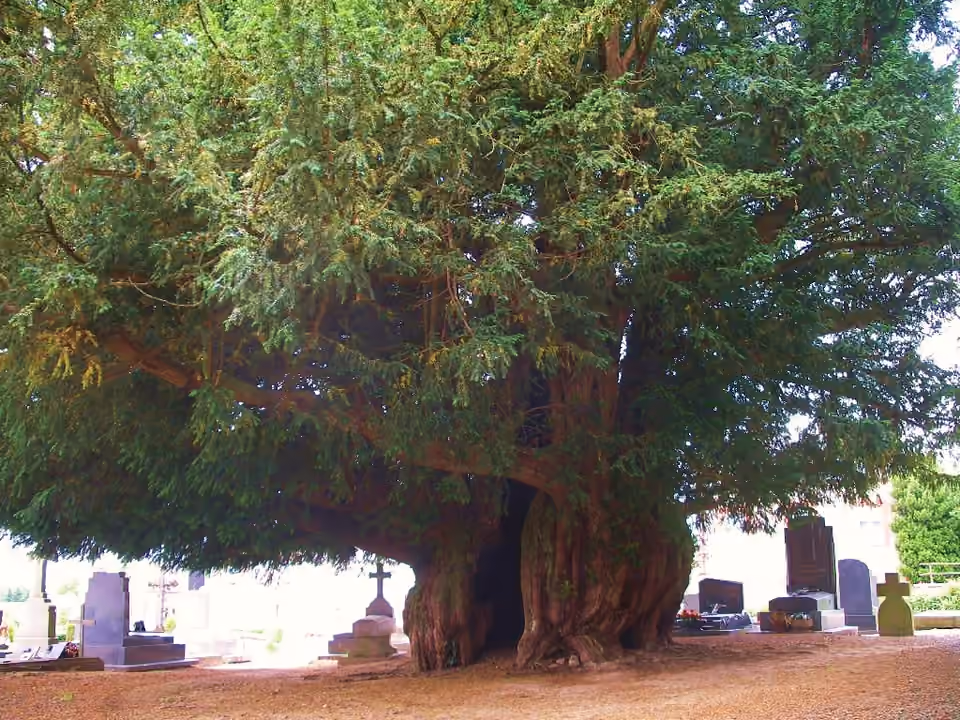 If ancien du cimetière d’Estry, dans le Calvados.
