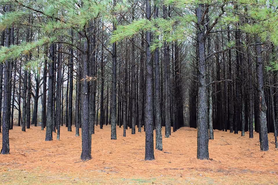 Une plantation de pins aux arbres de taille et d’espacement réguliers.