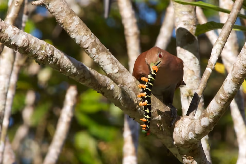 Coulicou perché tenant une chenille dans son bec au Belize.
