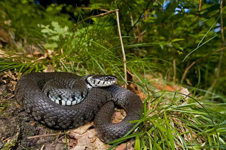 Couleuvre helvétique montrant son collier clair et ses marques sombres.
