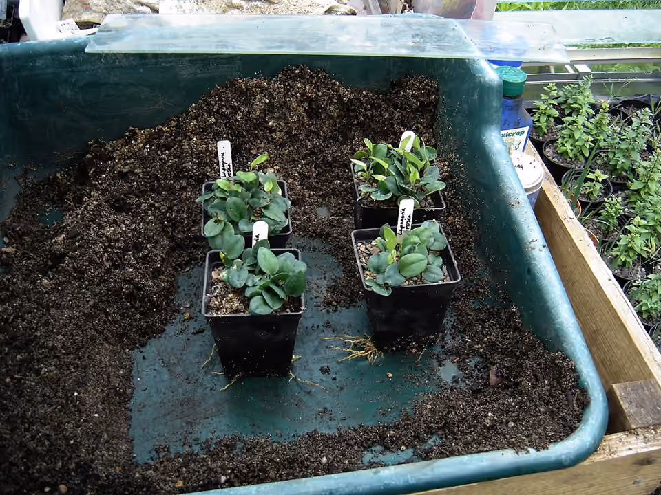 Plusieurs pots contenant des plantules de copihue.