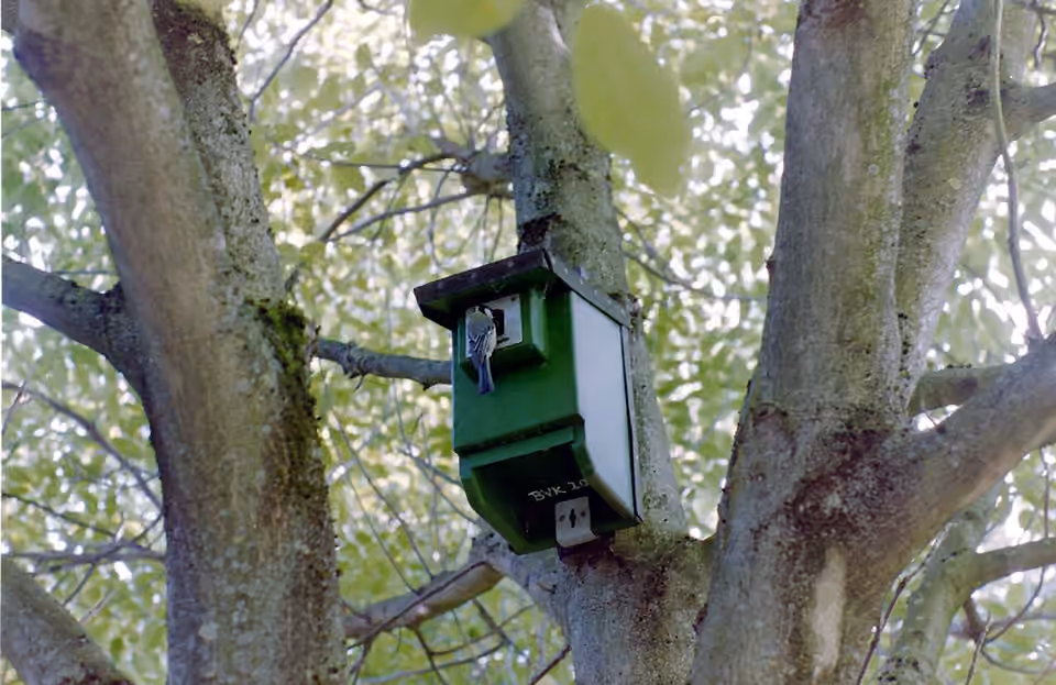 Une mésange charbonnière à l’entrée d’un nichoir en Allemagne.