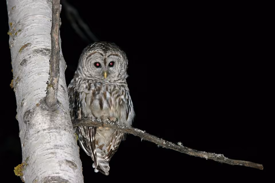 Chouette rayée perchée de nuit sur une branche de bouleau.