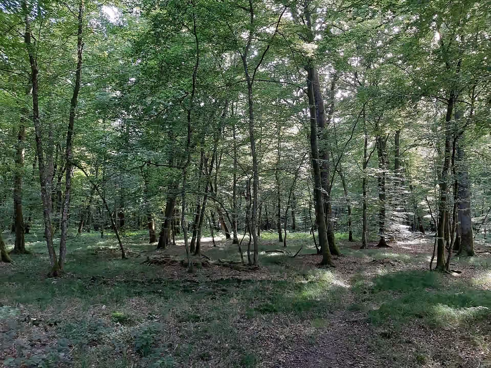 Sous-bois du Bois du Breuil à Noironte, en été.