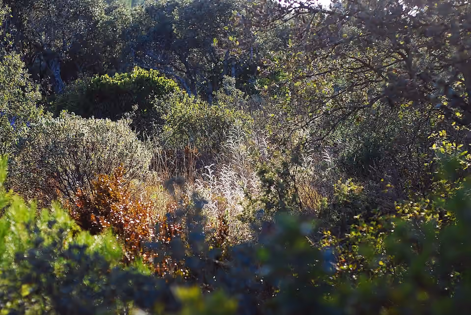 Garrigue méditerranéenne à végétation basse et clairsemée.