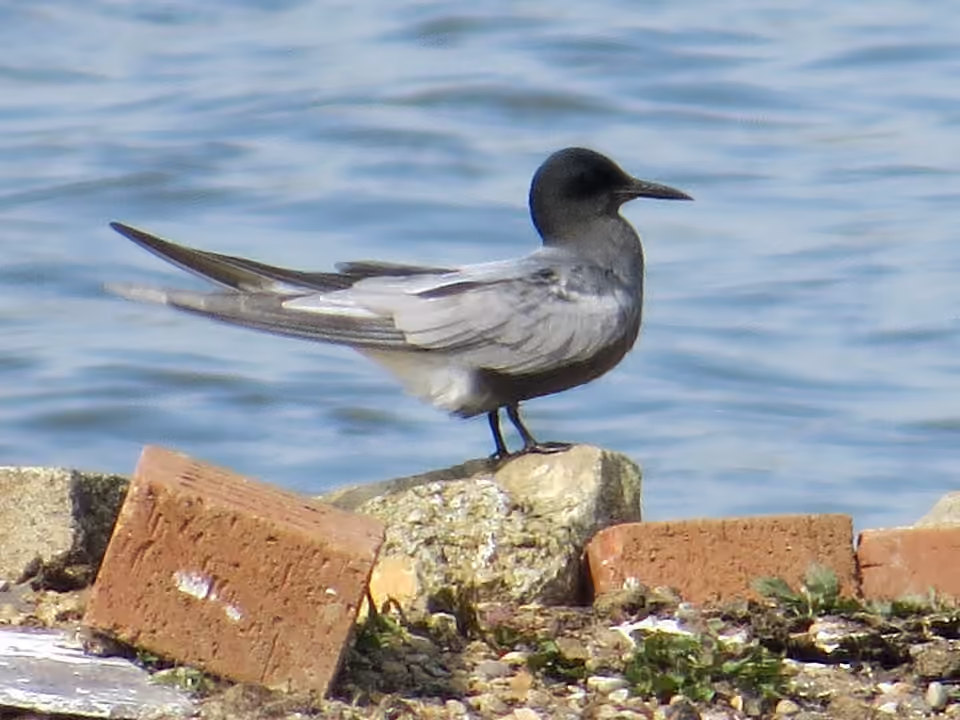 Guifette noire adulte en plumage d’été à Big Waters.