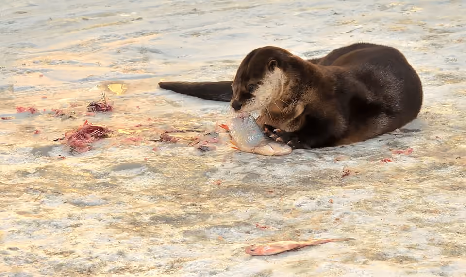Loutre d’Europe au pelage brun et à la silhouette allongée.