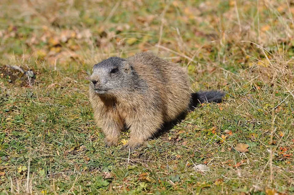 Marmotte des Alpes au pelage brun gris sur un terrain montagnard.