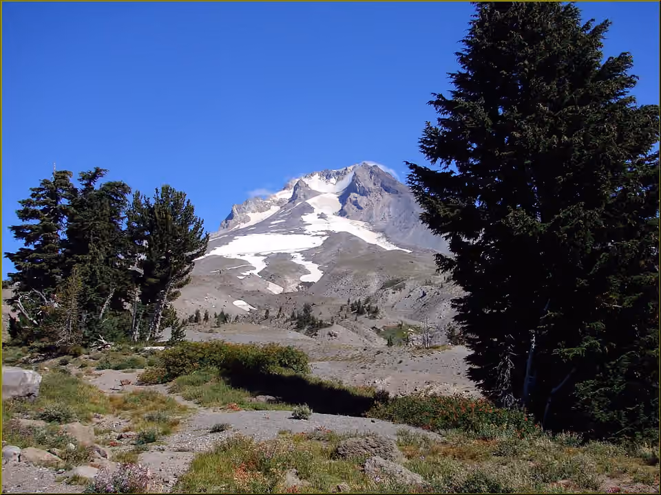 Arbres et fleurs de montagne sous les reliefs enneigés du mont Hood, dans l’Oregon.