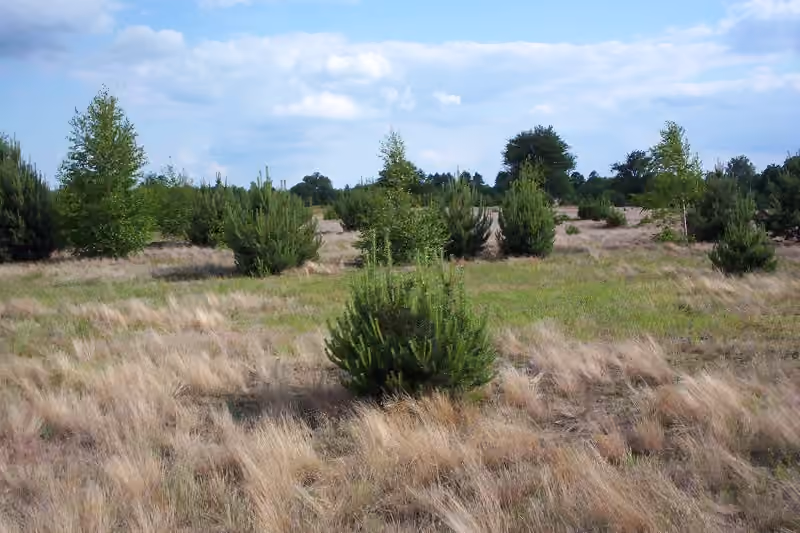 Jeunes arbres colonisant un terrain herbacé laissé sans culture.