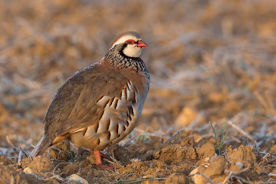Perdrix rouge au plumage brun et aux flancs rayés.
