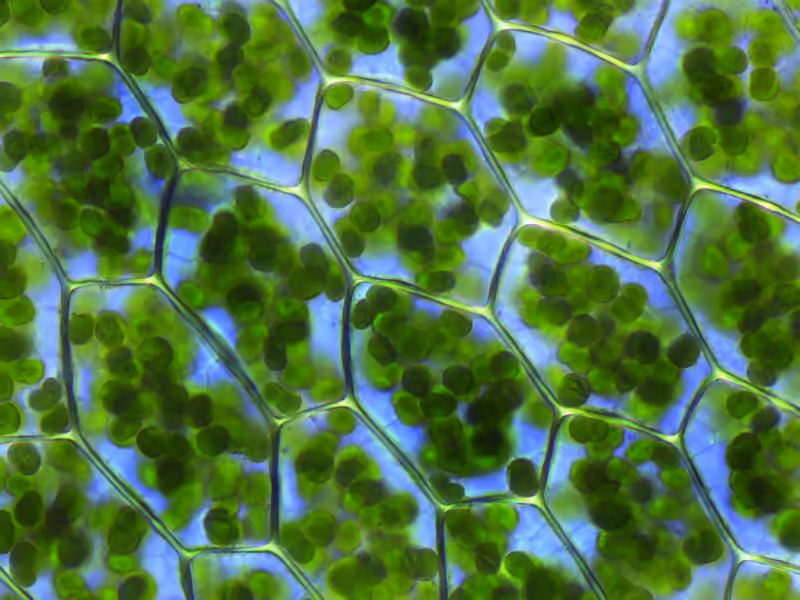Cellules de mousse observées au microscope, contenant de nombreux chloroplastes verts.