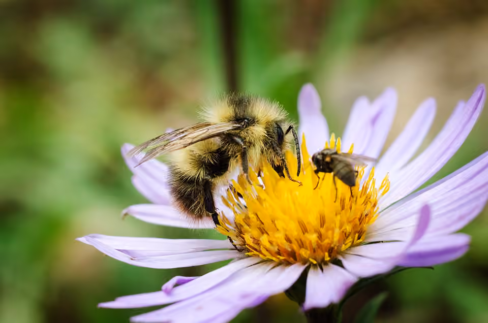 Bourdon et abeille au contact d’une fleur.