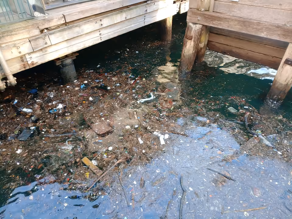 Déchets flottant près des quais de Circular Quay, en Australie.