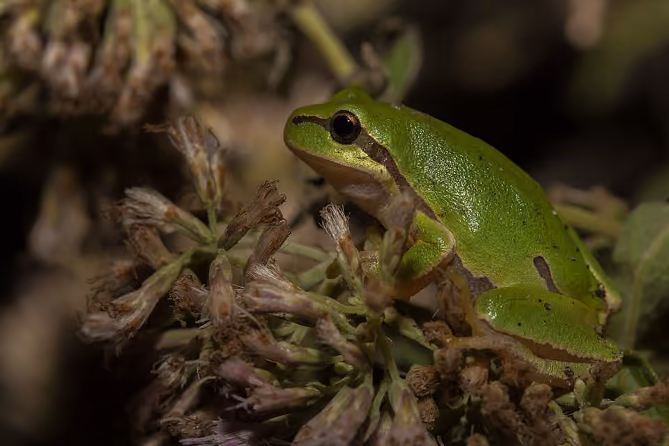 Rainette verte posée sur une eupatoire, ses doigts écartés sur la plante.