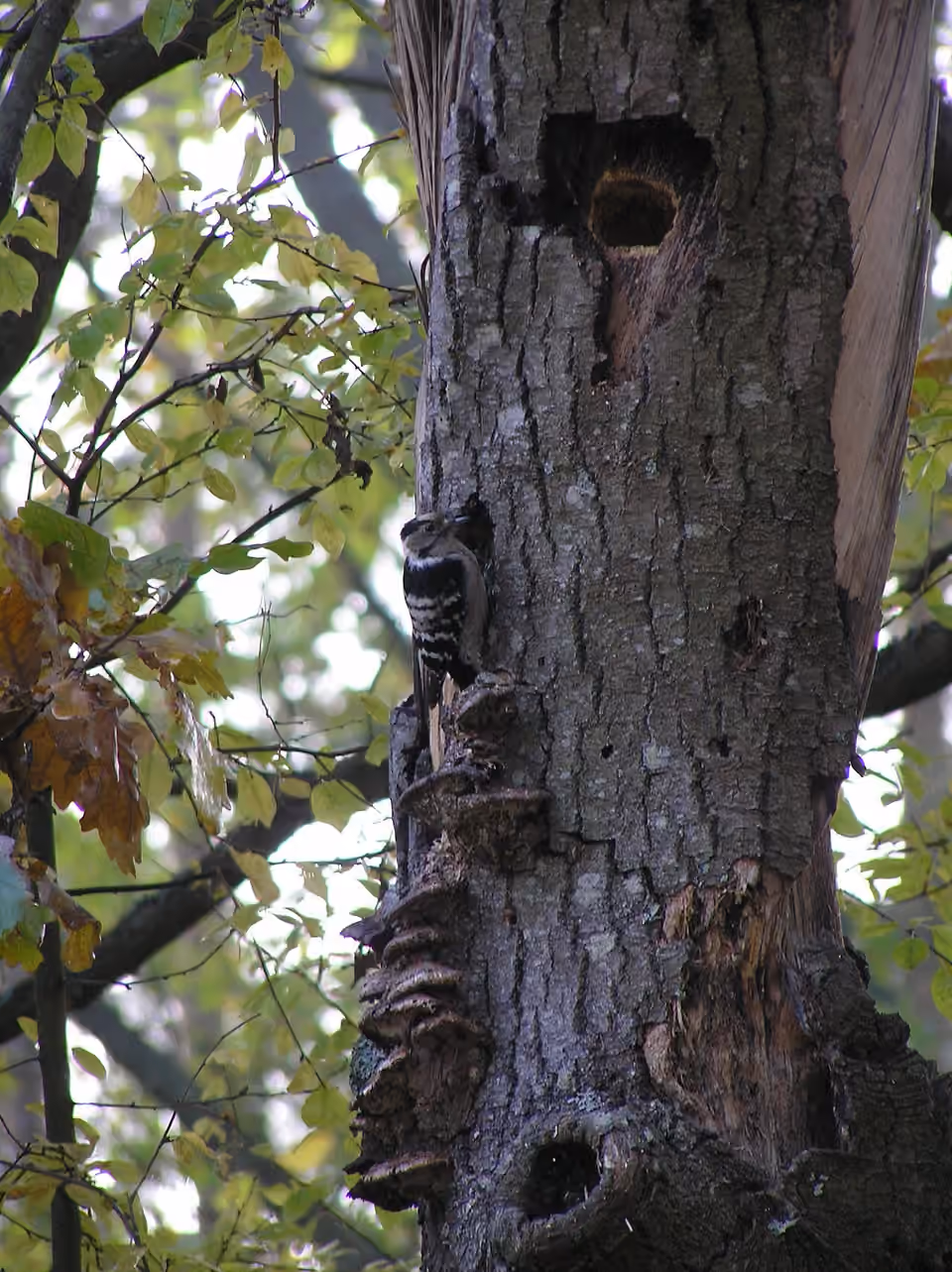 Des cavités et des champignons sur le tronc d’un arbre à Brok, en Pologne.