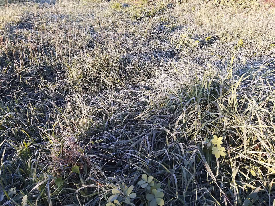 Brins d’herbe couverts de nombreuses gouttes de rosée.