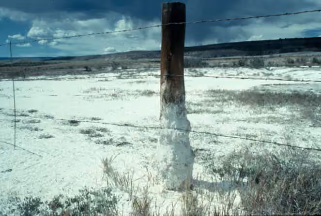 Sol affecté par la salinité dans le Colorado, avec des dépôts clairs en surface.