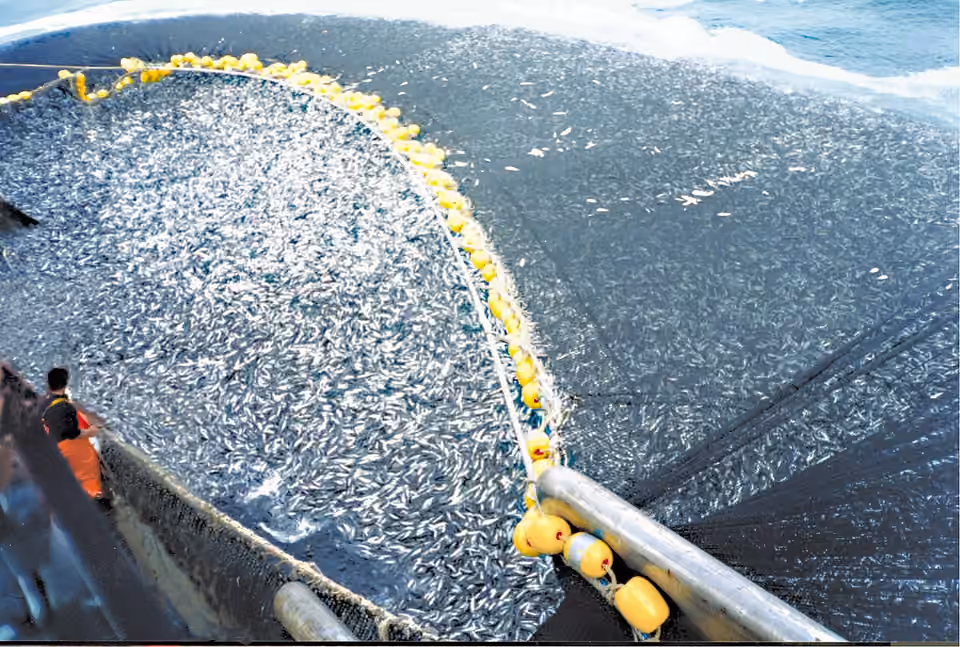 Un grand filet de pêche à la senne rassemble des poissons en mer, au Chili.