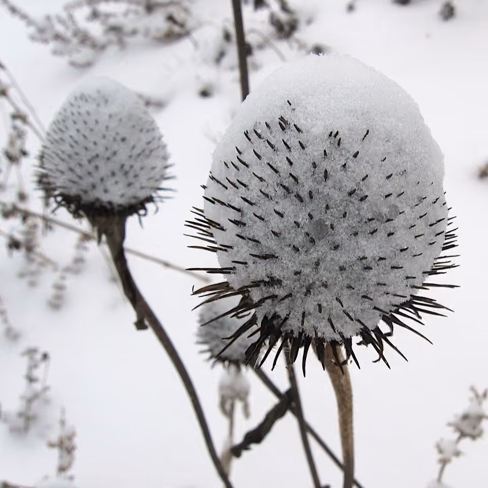 Têtes sèches d’échinacées conservées sur leurs tiges sous la neige.