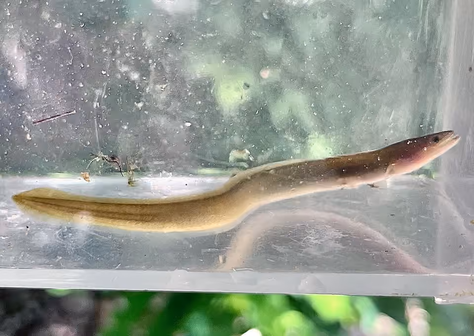 Anguille européenne vue de profil dans un récipient transparent lors d’une observation à Cagnes-sur-Mer.