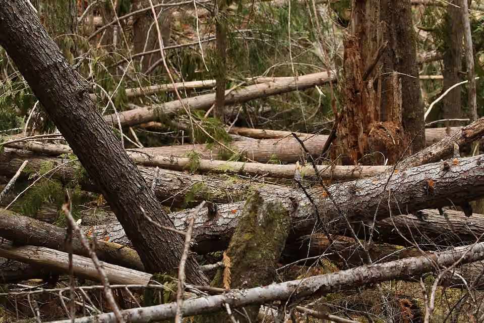 Gros troncs renversés et bois morts dans un sous-bois.