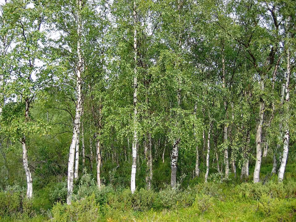 Bouleau verruqueux dans un paysage de la région d’Inari, en Finlande.