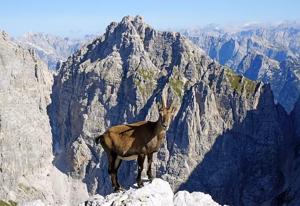 Bouquetin des Alpes sur les pentes de Cima di Terrarossa.