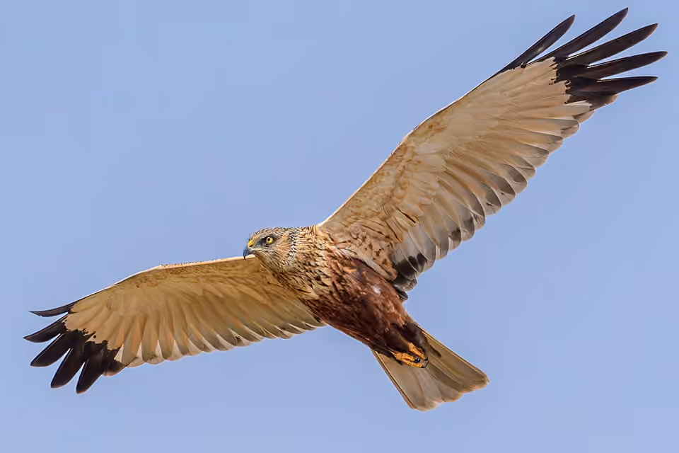 Mâle de busard des roseaux en vol de chasse à Spiekeroog.